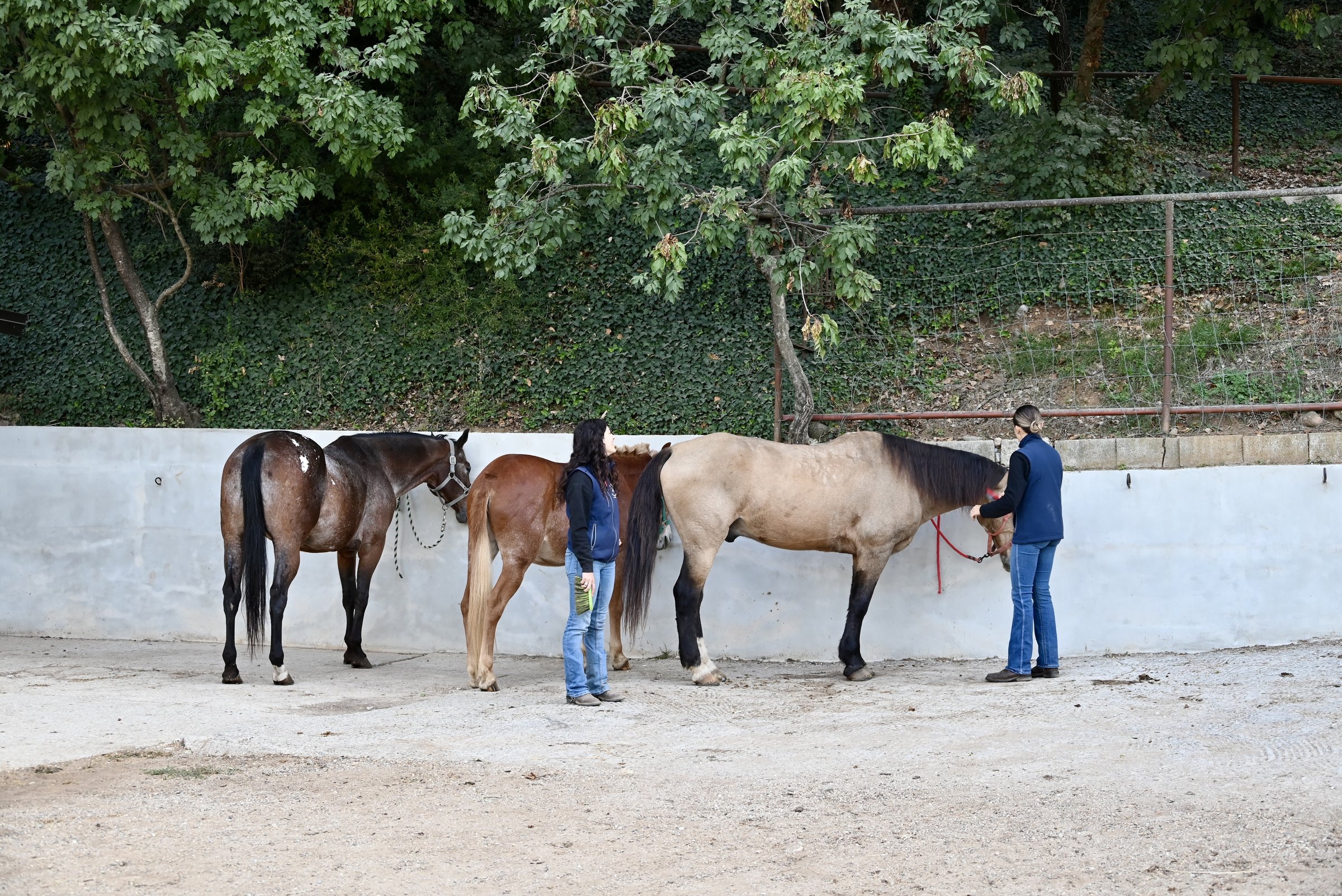 Cavalli e persone che li preparano prima della lezione