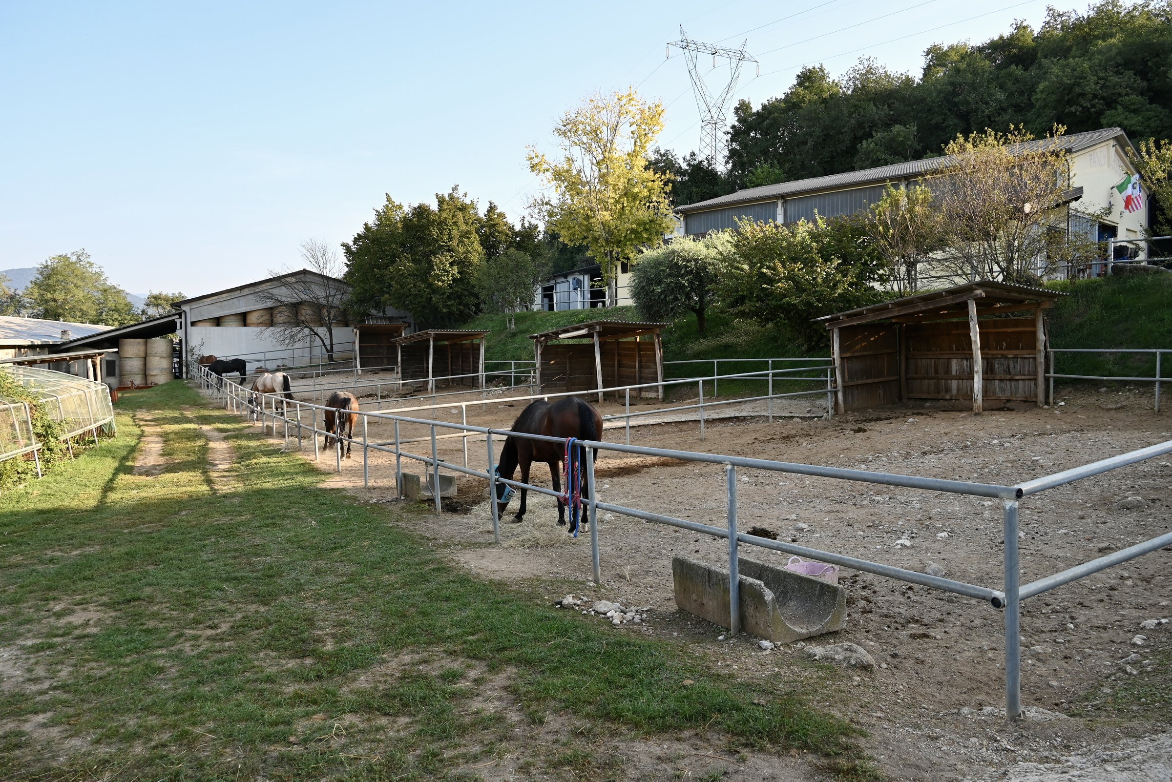 Paddock con i ricoveri e un cavallo al pascolo