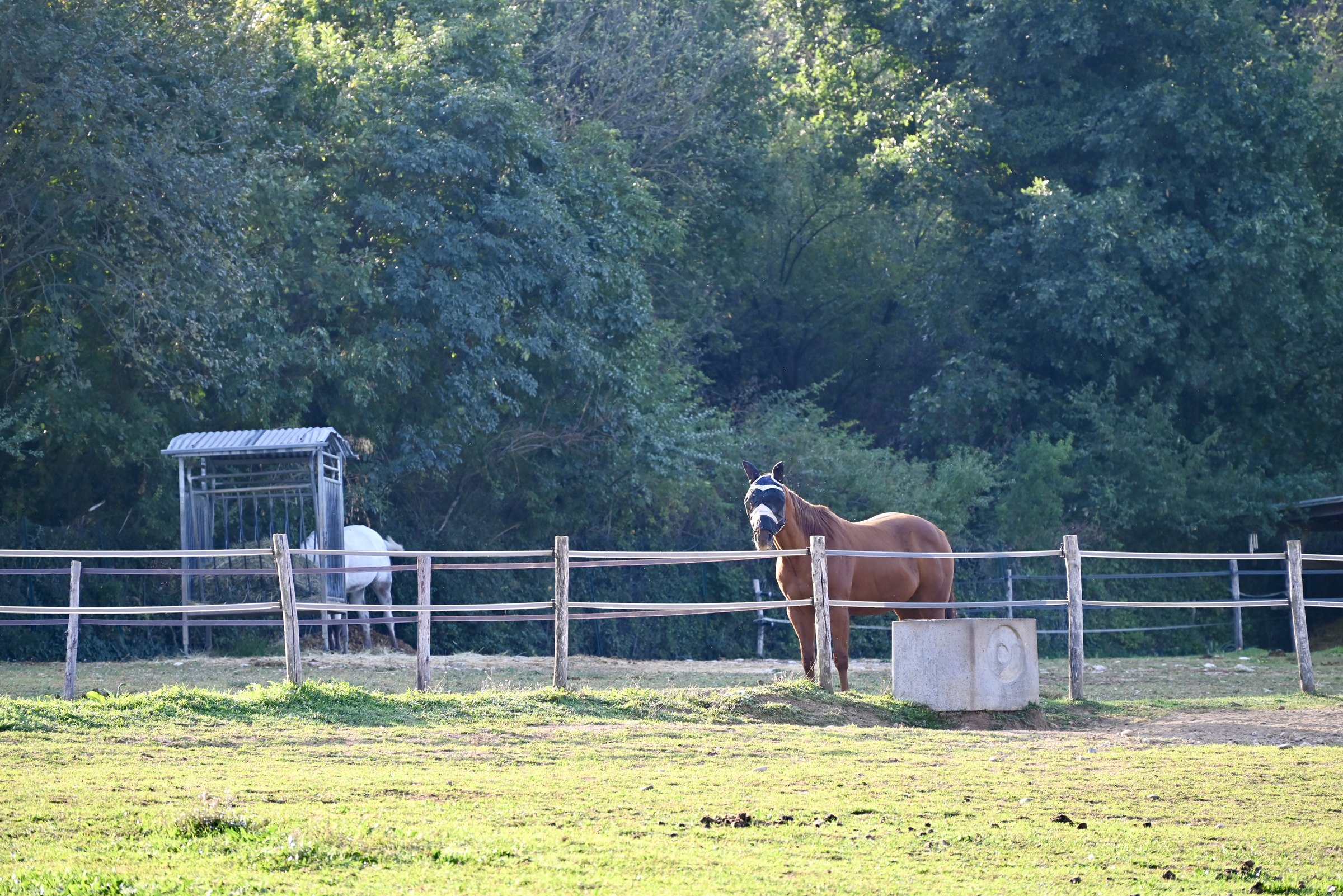 Un cavallo baio al recinto, con il bosco dietro
