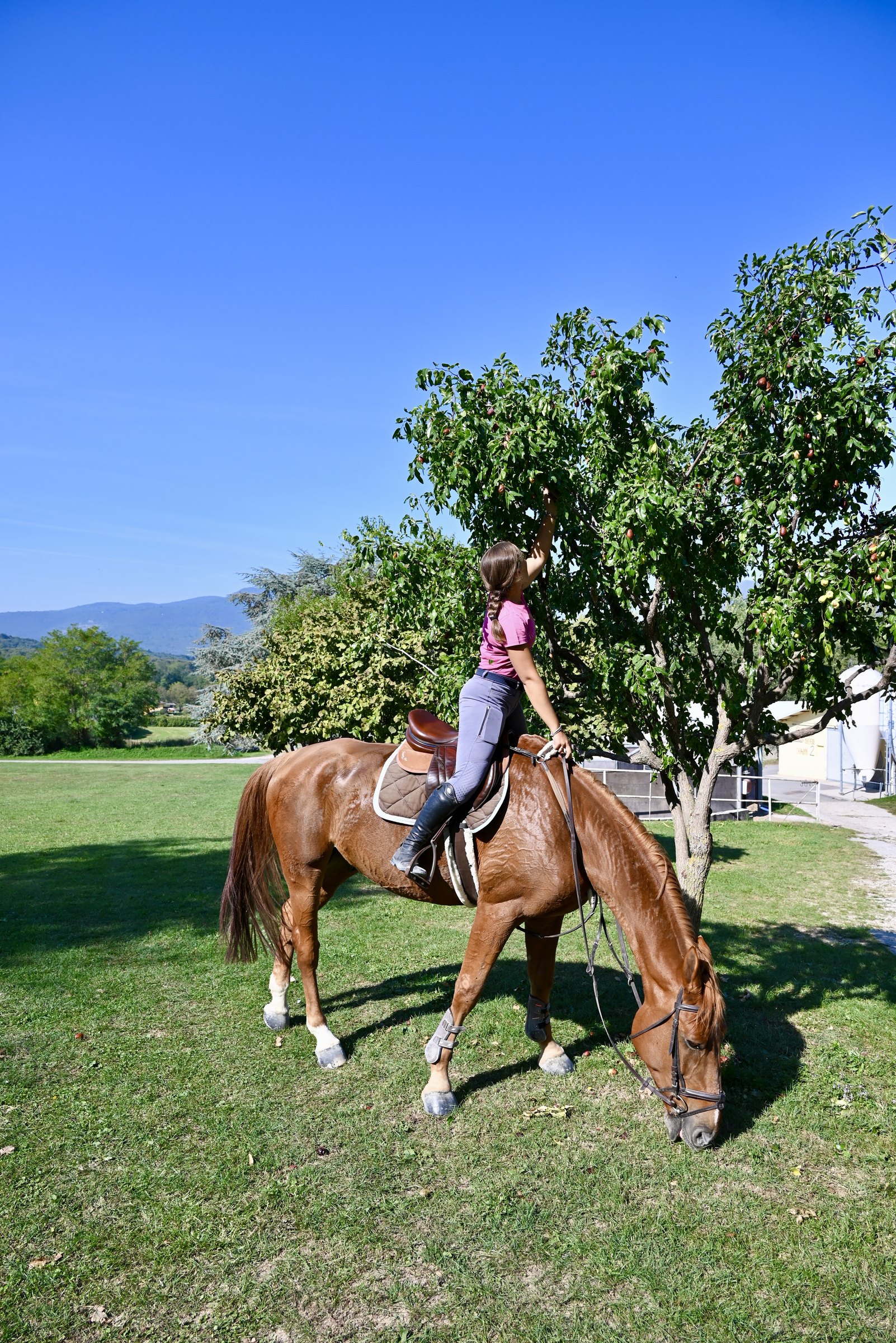 Una ragazza a cavallo che si ferma a far brucare il cavallo