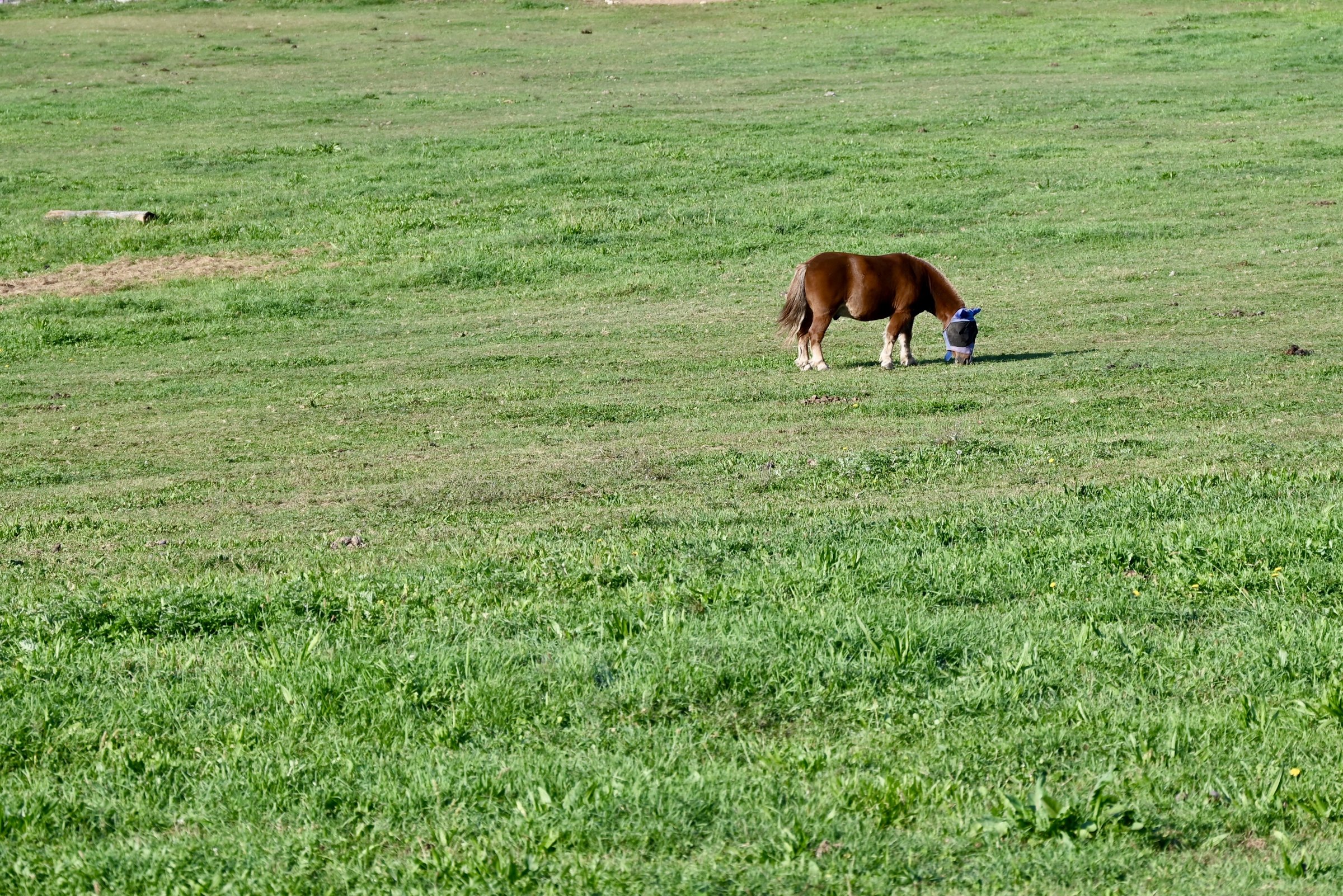 Un pony al pascolo in un prato grande