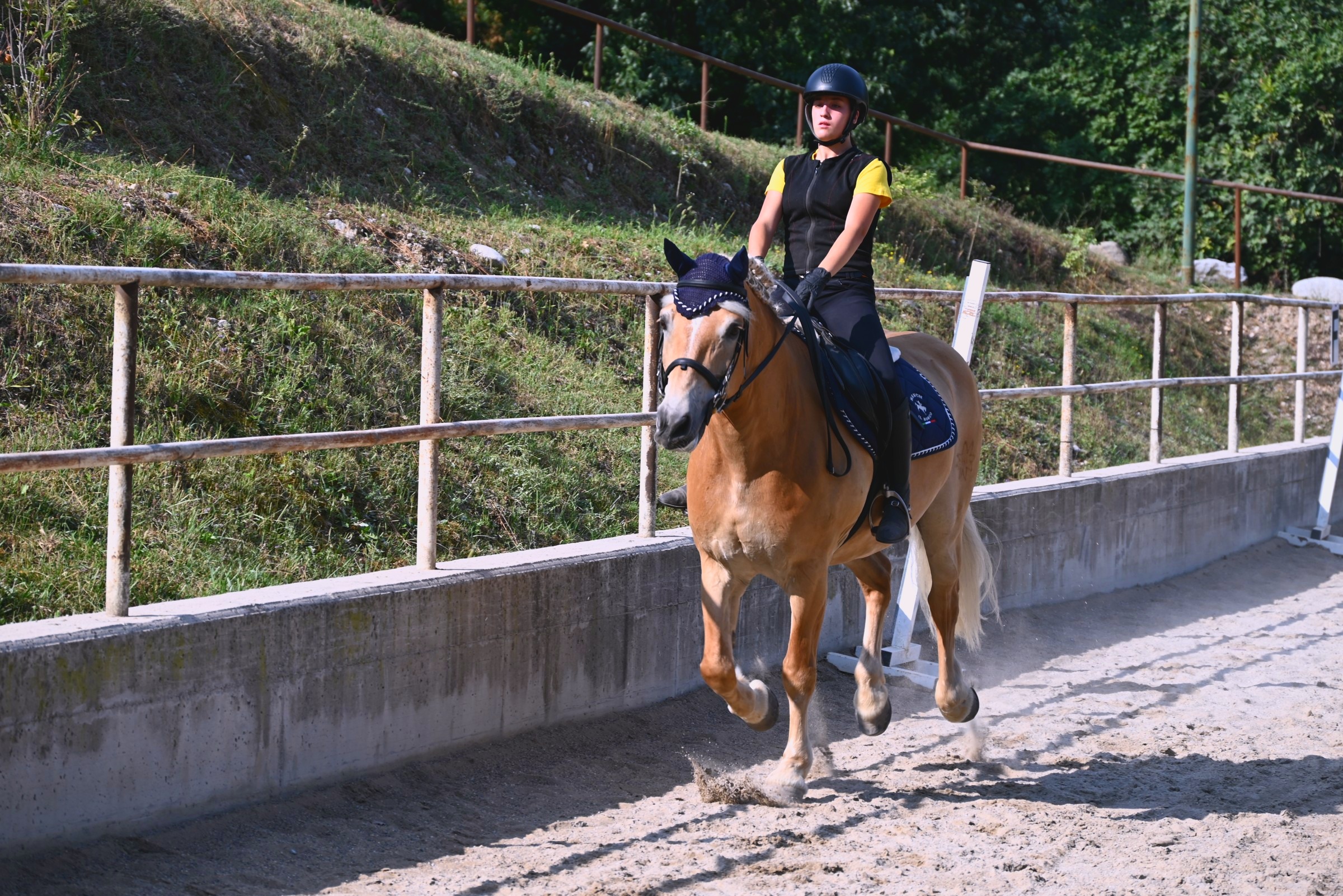 Un cavallo biondo al galoppo lungo il bordo del campo
