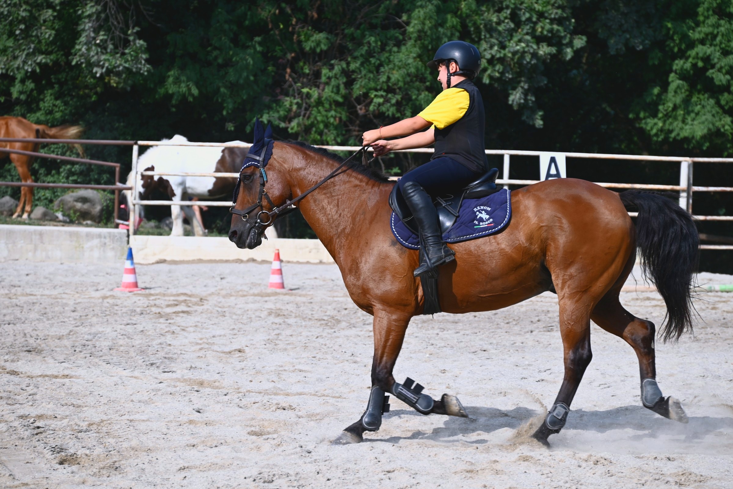 Un cavallo al trotto nel campo, con la cavallerizza in sella