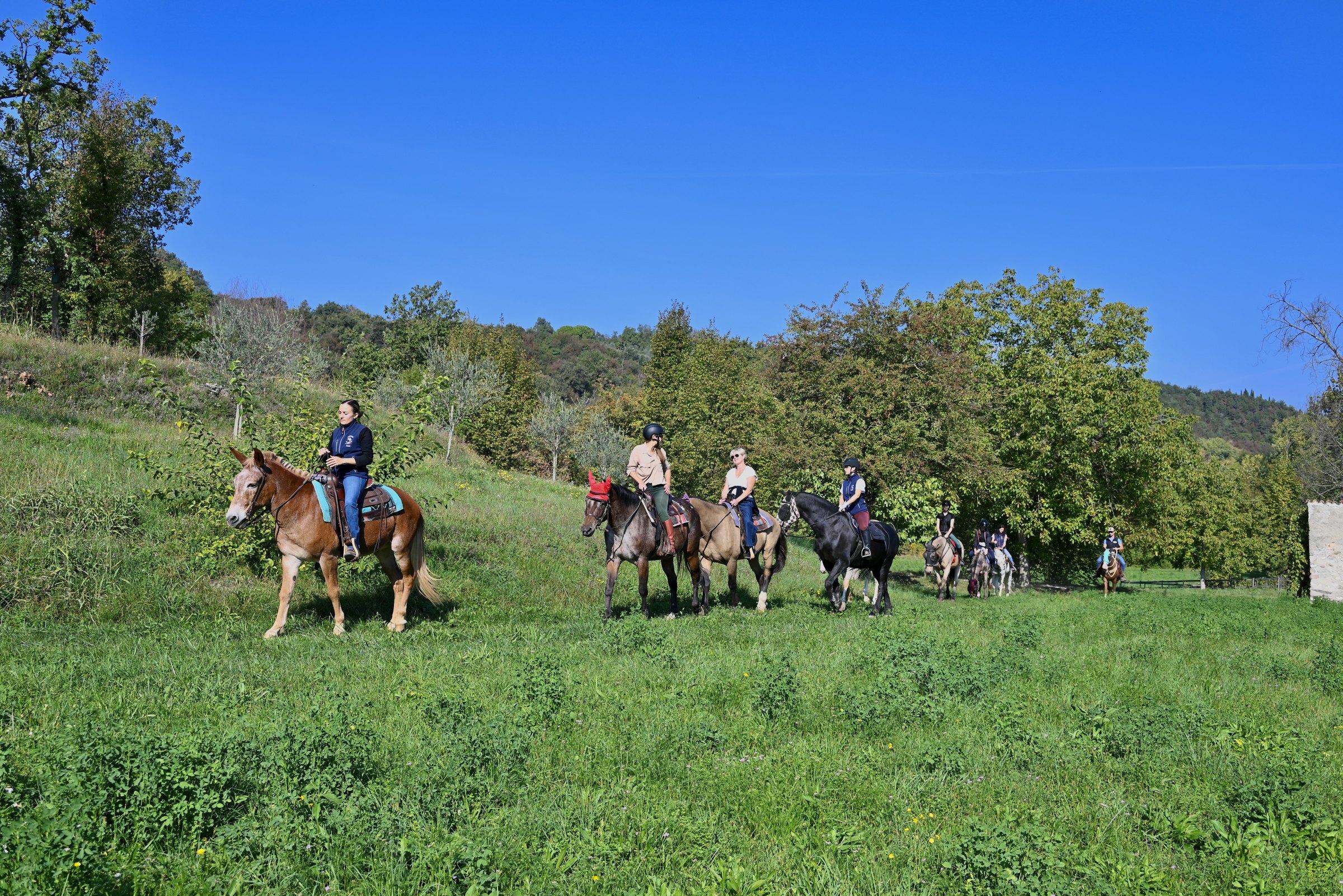 Gruppo di cavalieri in passeggiata su un prato