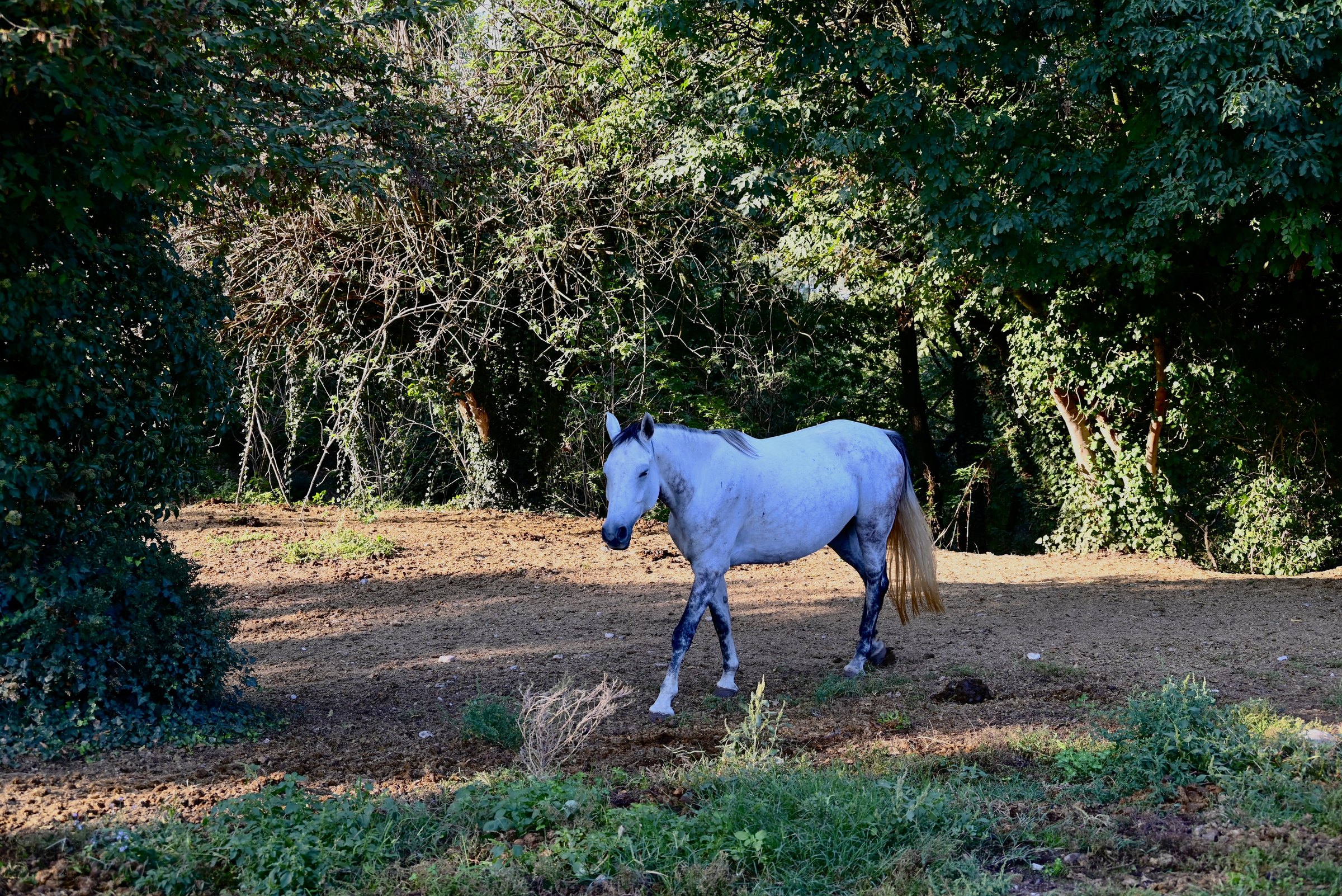 Un cavallo bianco libero nel bosco